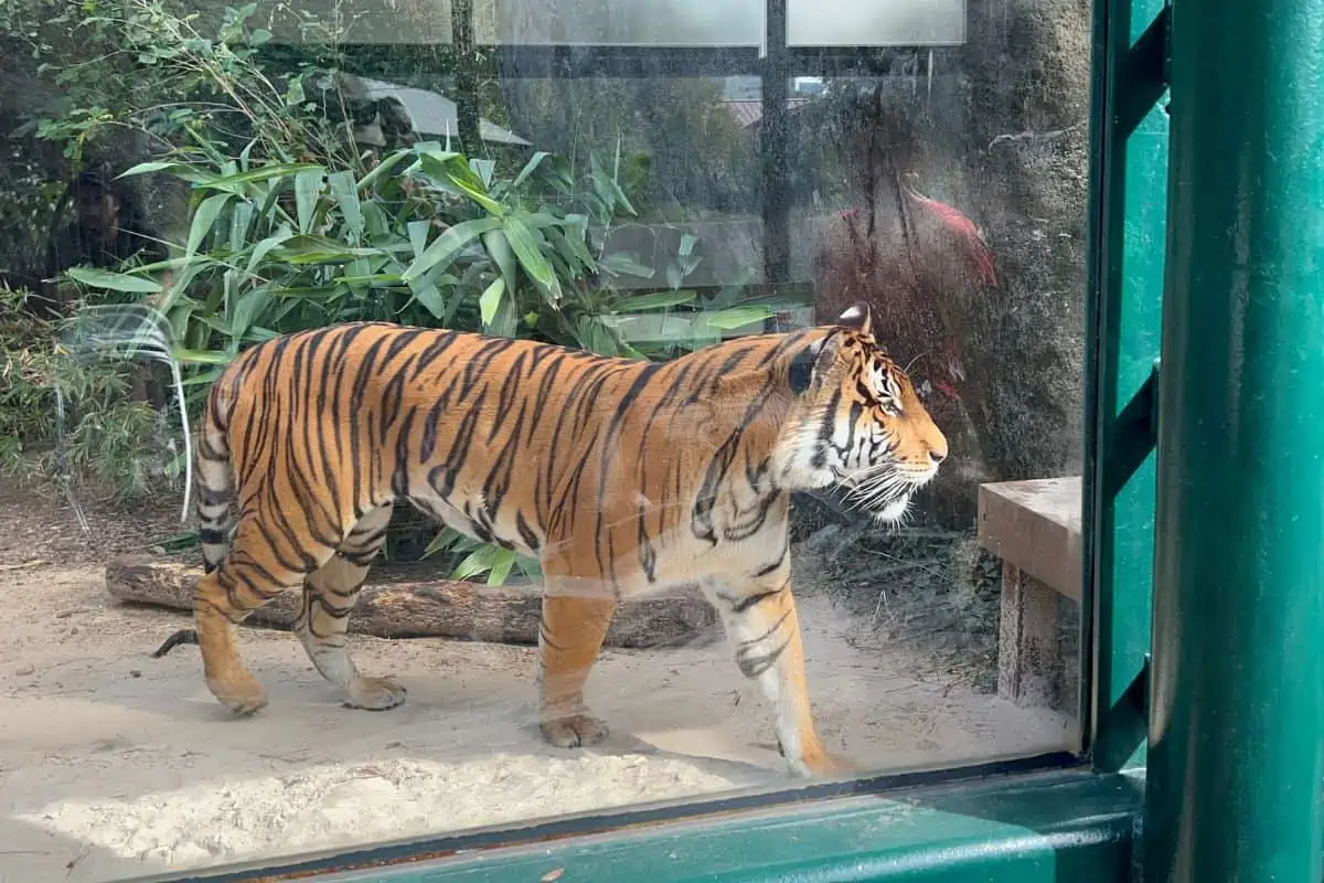 Best things to do in Houston - Houston Zoo