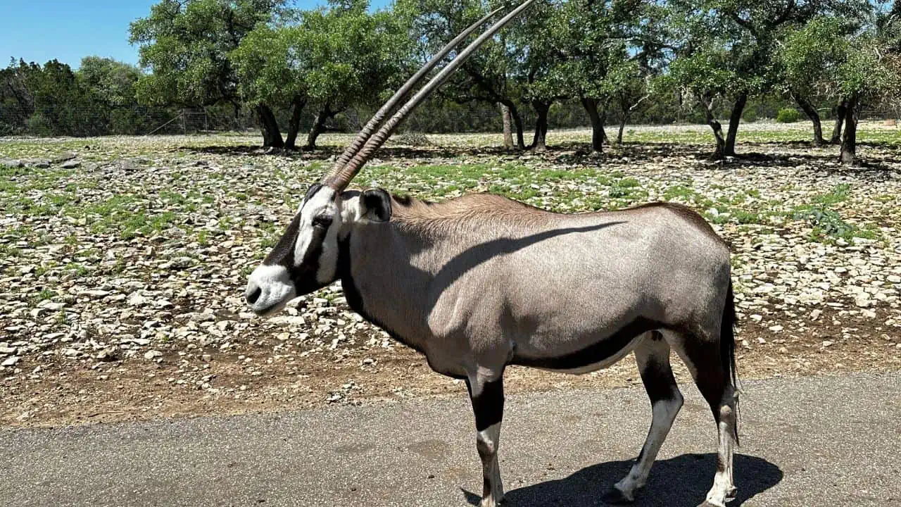 Natural Bridge Wildlife Ranch Safari
