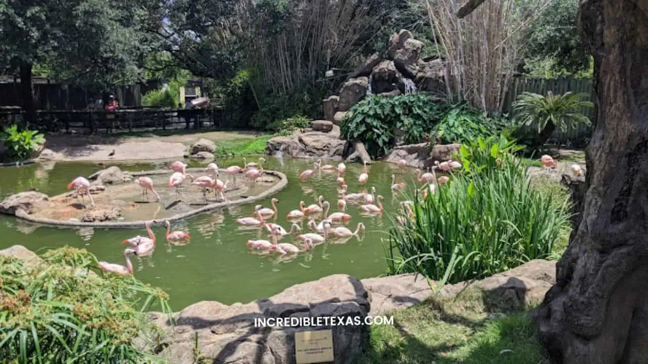Houston Zoo date idea for couples