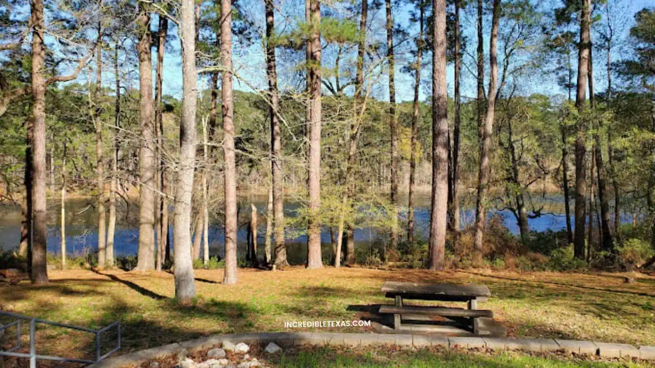 Sam Houston National Forest