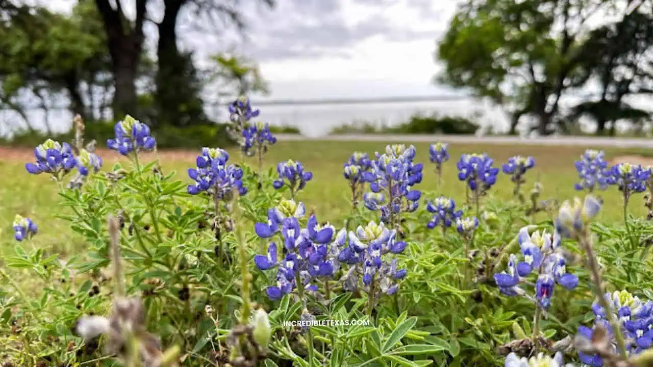 Lake Whitney State Park Scenic View