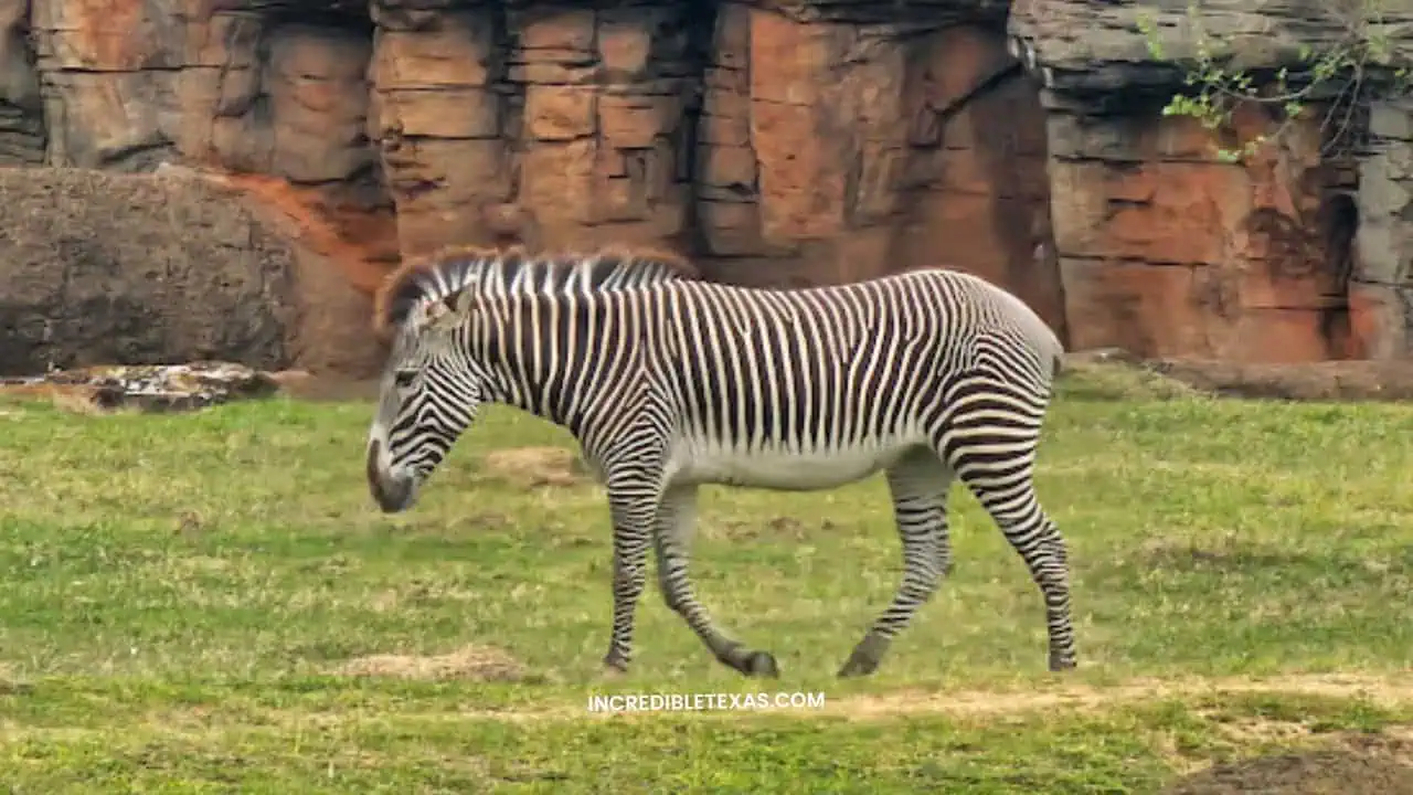 Caldwell Zoo Tyler
