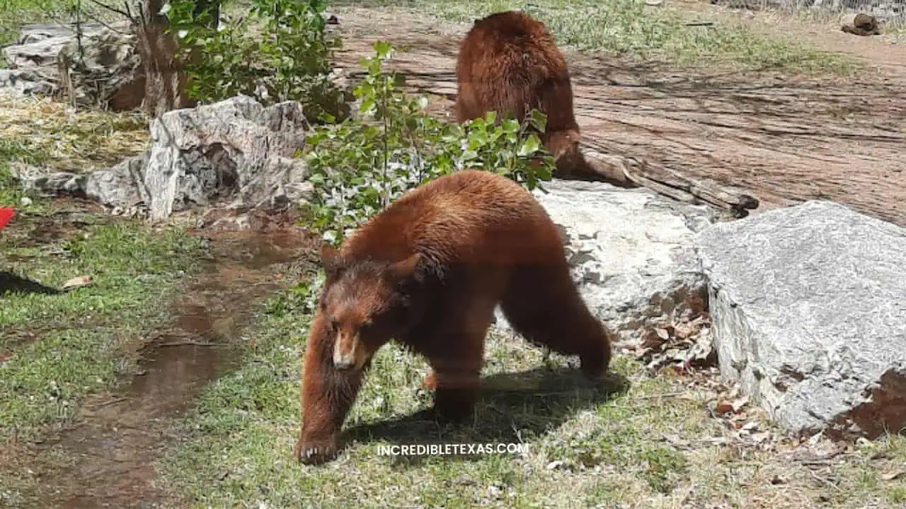 Amarillo Zoo - things to do and see in amarillo