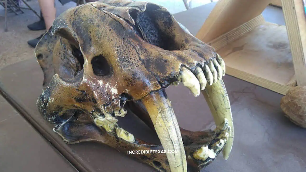 Waco Mammoth National Monument