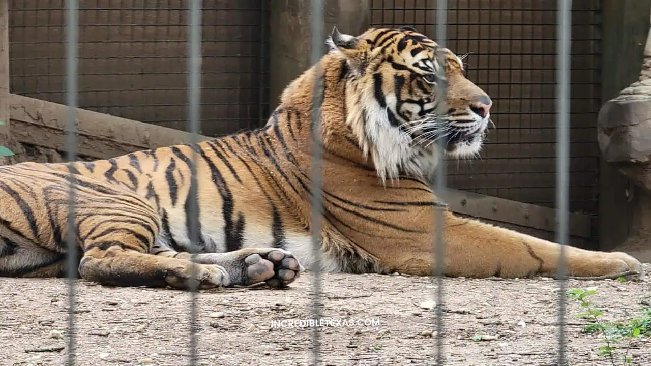 Wildlife exhibits at the Cameron Park Zoo, similar to those found at Fort Worth.