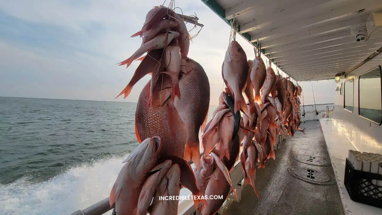 Galveston Party Boat