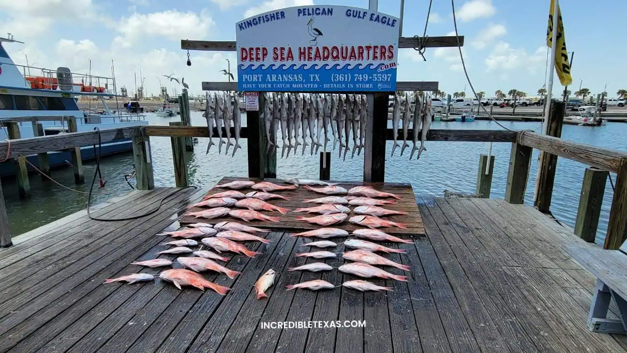 Deep sea fishing in Port Aransas