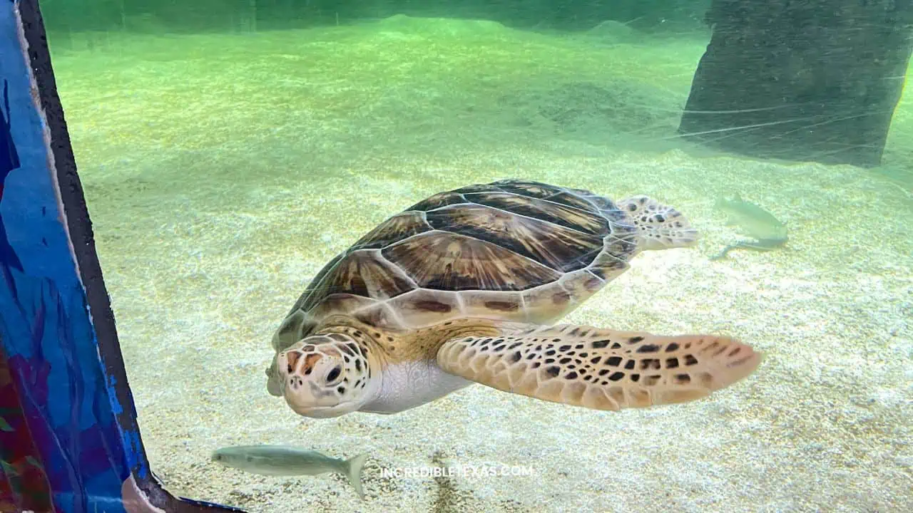 Sea Turtle, Inc South Padre Island