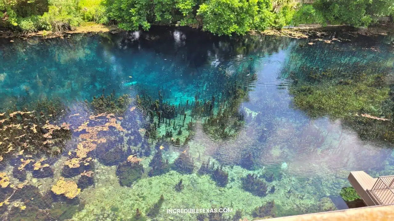 Meadows Center Glass-Bottom Boat Tours San Marcos