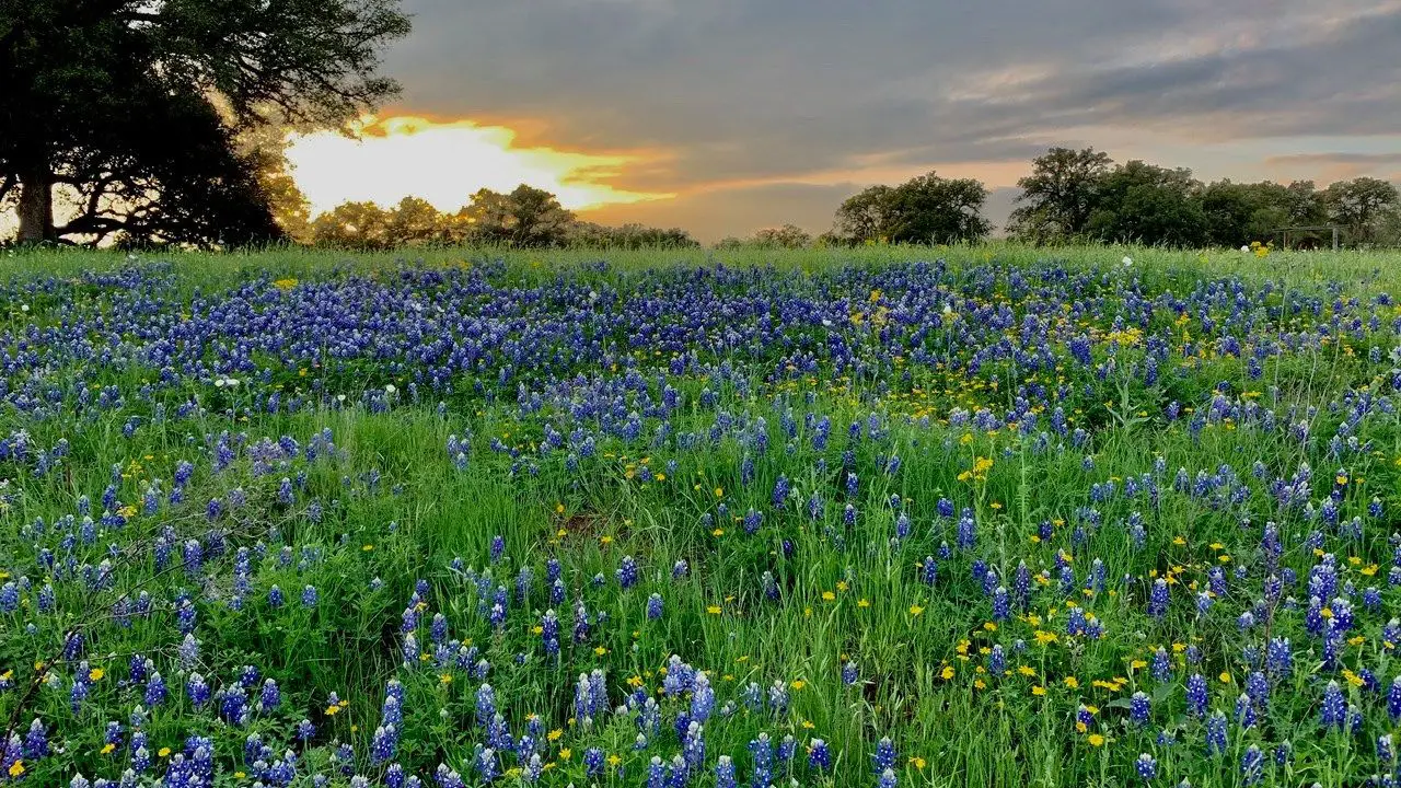 Willow City Loop. bluebonnet trails Texas.