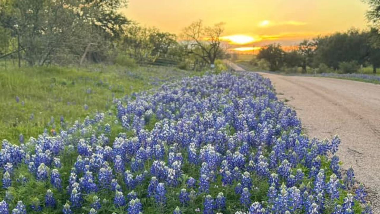 Fredericksburg Hill Country Bluebonnets
