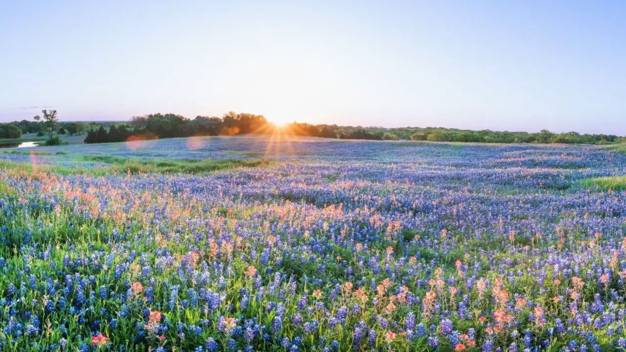 Ennis Bluebonnet Trails. bluebonnet trails Texas.
