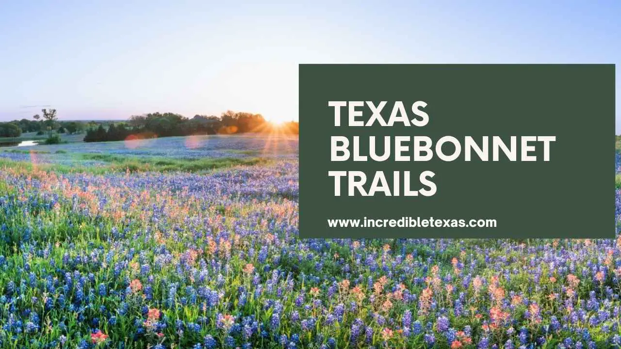 The Ultimate Guide to Texas Bluebonnet Trails Maps, Tips, and Itineraries