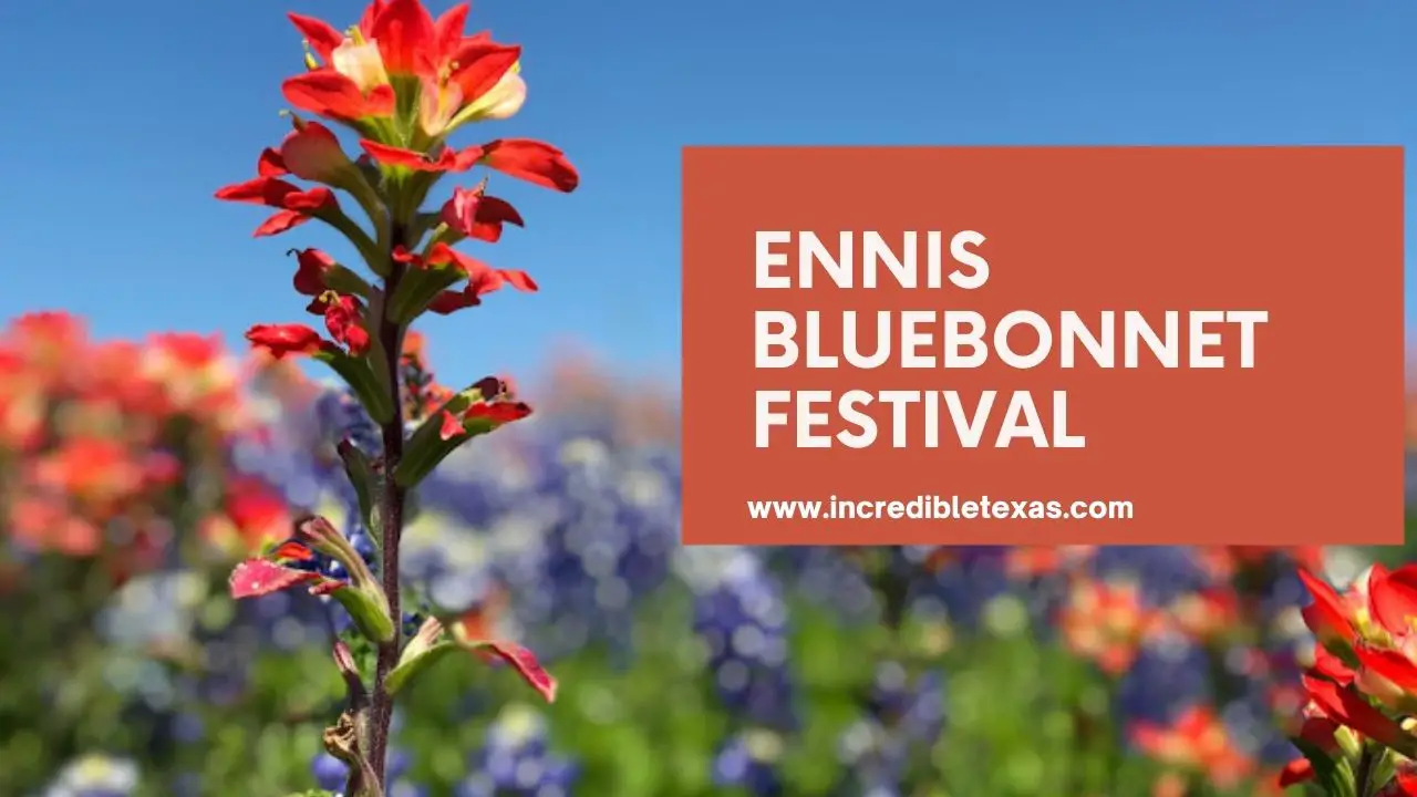 Ennis Bluebonnet Festival A Celebration of Texas Wildflowers. bluebonnet trails Texas.