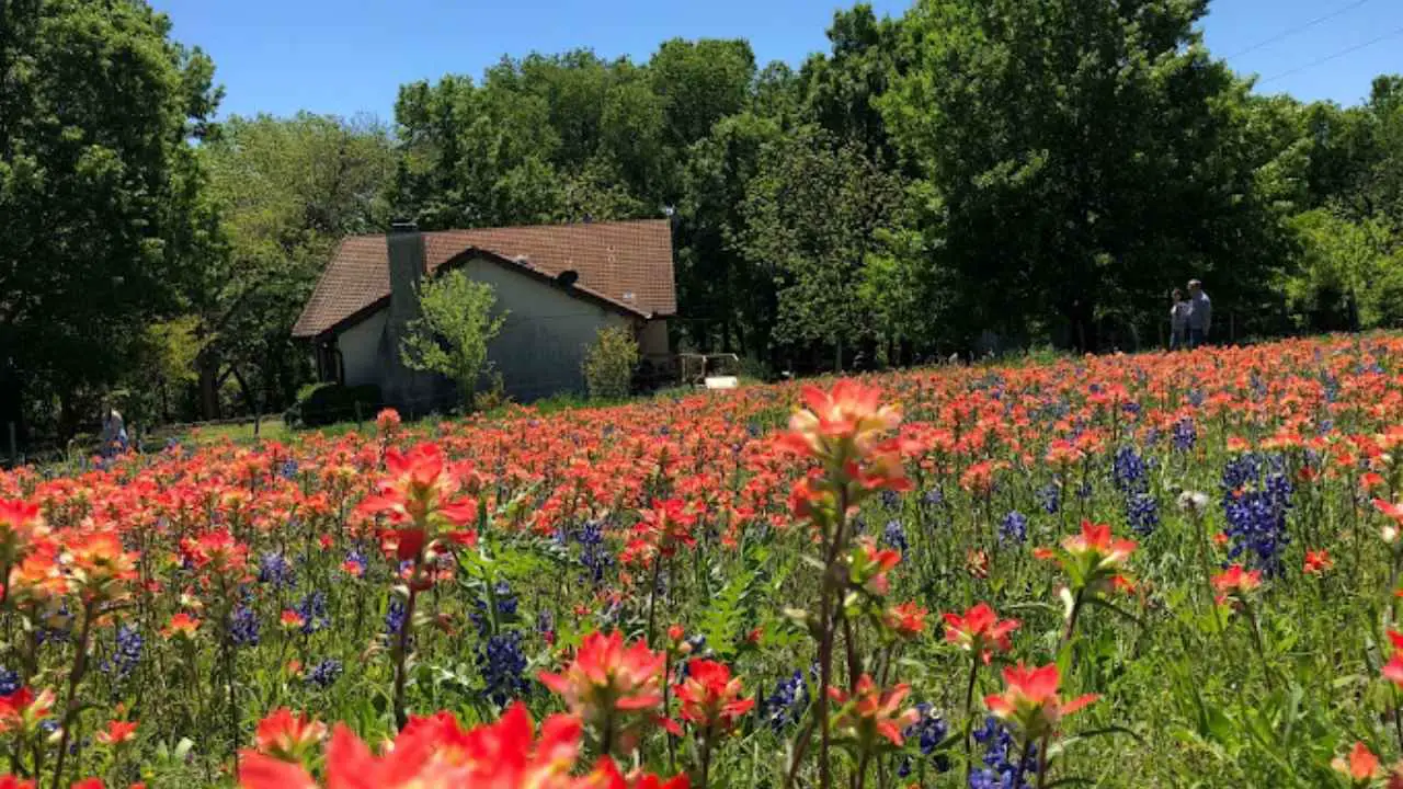 Ennis Bluebonnet Festival - Picture
