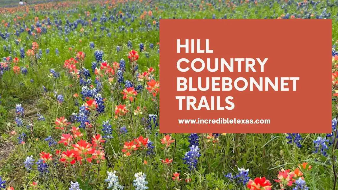 Hill Country Bluebonnet Trails - Explore Willow City Loop, Ennis, Burnet, &amp; More
