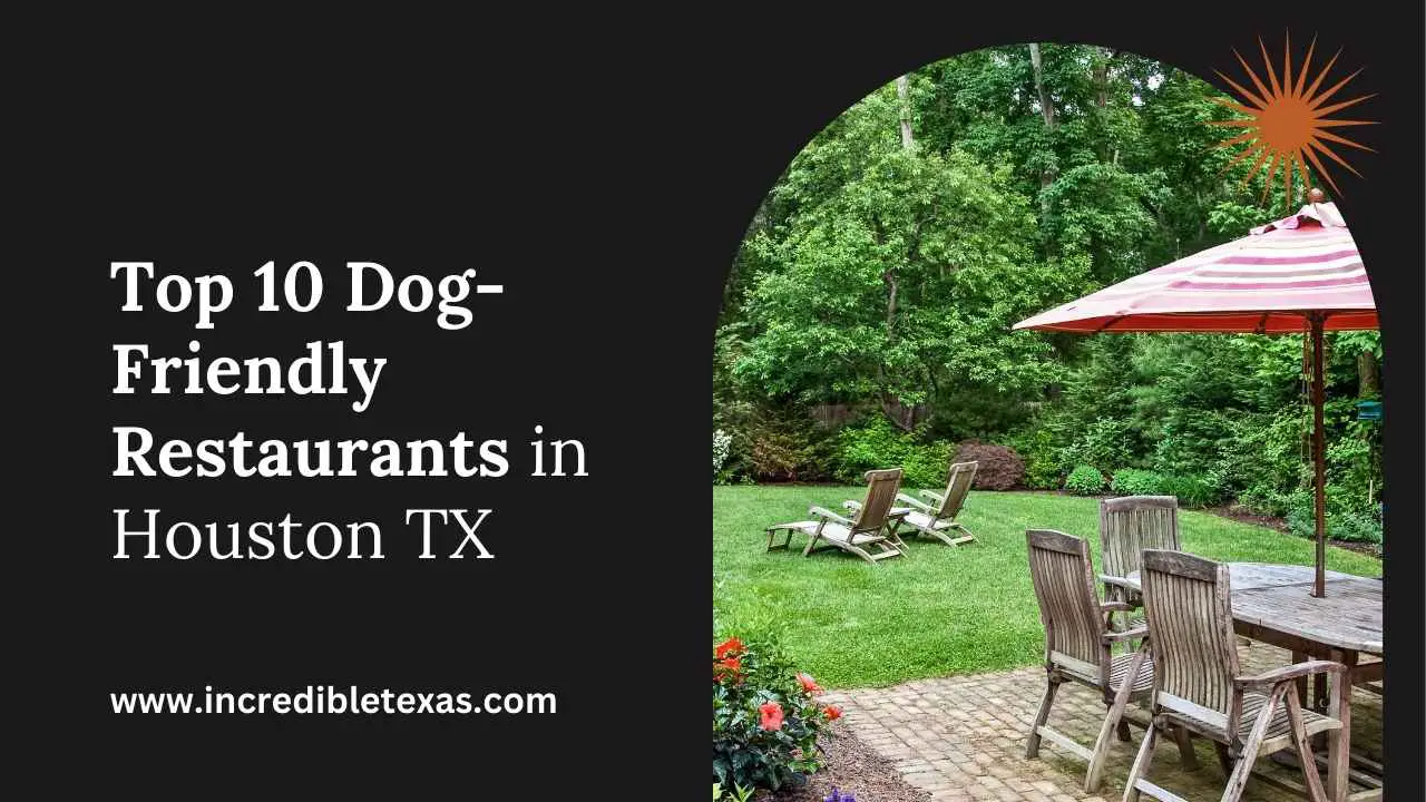 Best Dog-Friendly Restaurants in Houston, TX (With Patios &amp; Treats!)
